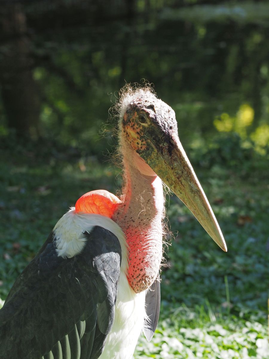 1740515133Bild 161 afrikanisch Marabu.JPG